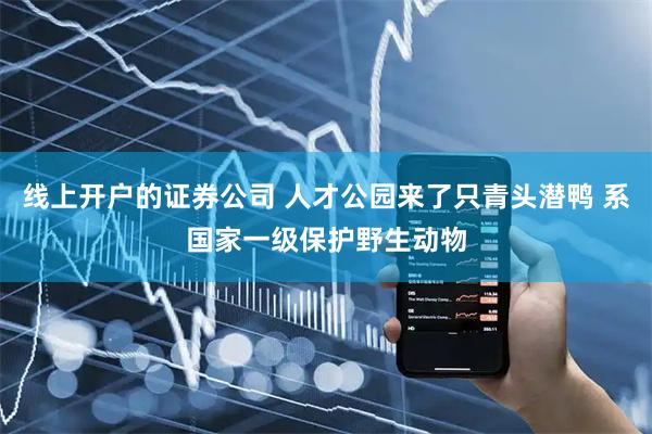 线上开户的证券公司 人才公园来了只青头潜鸭 系国家一级保护野生动物